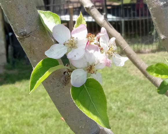 20 apple