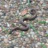 24 snake