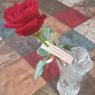 30 rose2