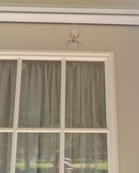 41 spider