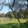 117 new tree2