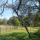 117 new tree2