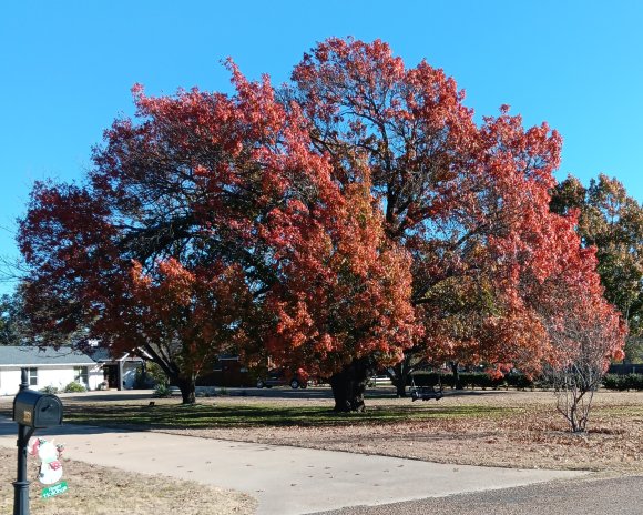 140 fall colors