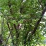 76 plums