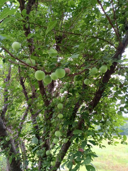 76 plums