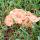 86 mushroom in front yard