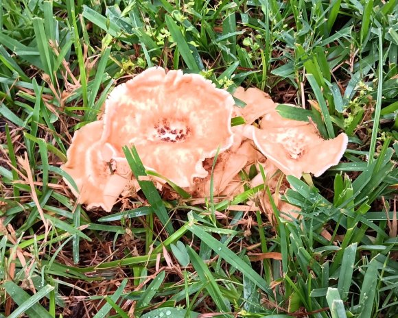 86 mushroom in front yard