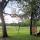 87 new tree