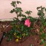 02 hannahs rose