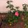 02 hannahs rose
