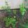 15 hannahs rosebush