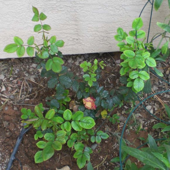 15 hannahs rosebush