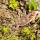27 horny toad