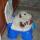 05 baby potty