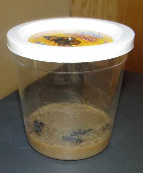 04 caterpillars 2 days