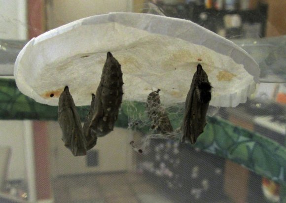 11 chrysalides1