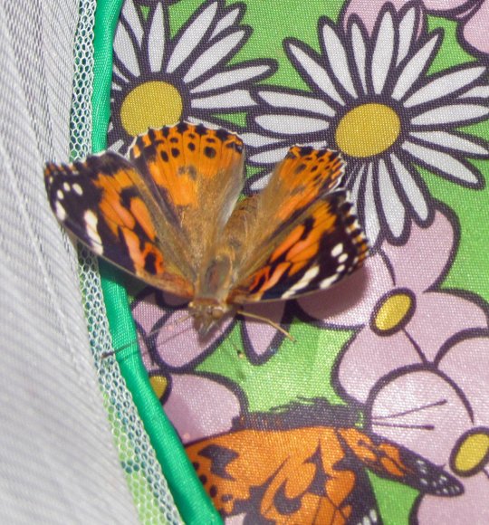 15 butterfly