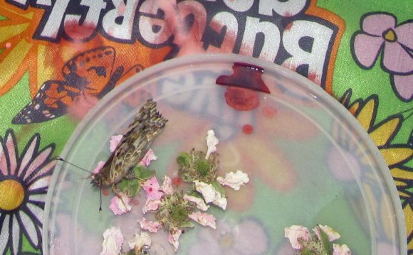 16 butterfly