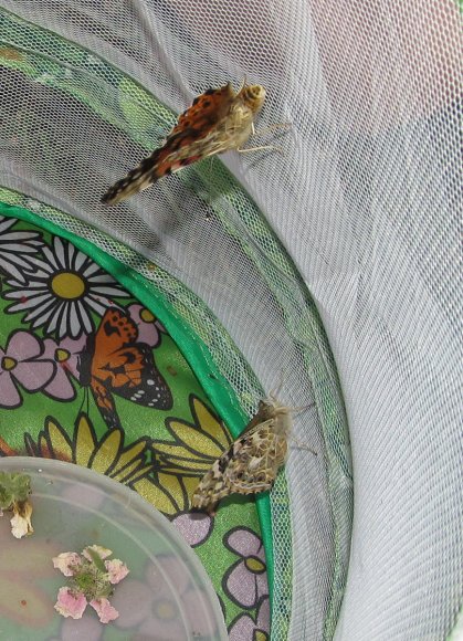 18 butterflies1