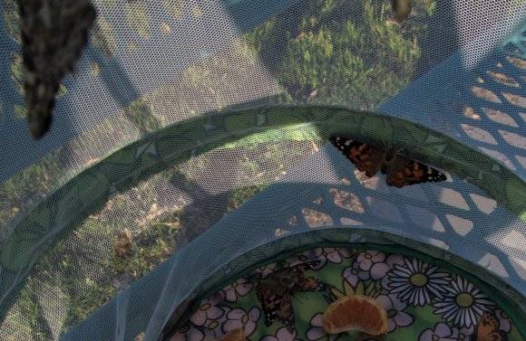 18 butterflies2