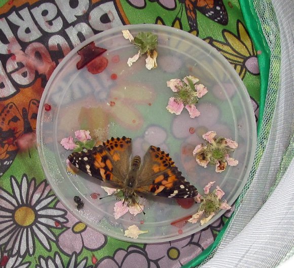 19 butterfly
