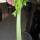 54 celery