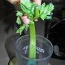 55 celery