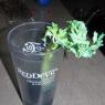 56 celery