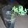 56 celery
