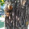 23 butterfly tree (1)