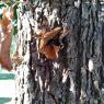 24 butterfly tree (2)