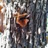 25 butterfly tree (3)