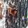 25 butterfly tree (3)