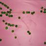 09 pea art