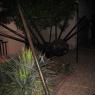 06 spider