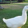 30 ducks