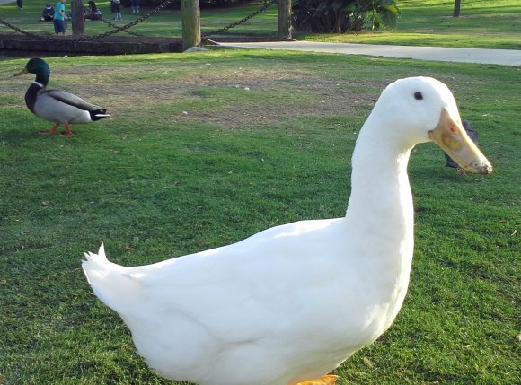30 ducks