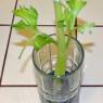 11 celery blue