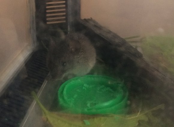 23 mouse