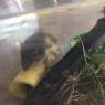24 mouse