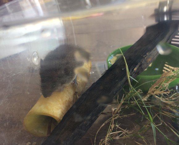 24 mouse