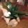 02 24 plant from mary