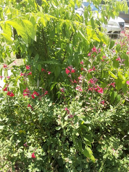 17 flowers