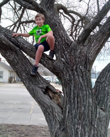 03 jedidiah tree