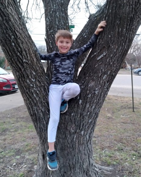 03 joel tree