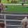 15 ginny run