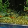 06 piranah