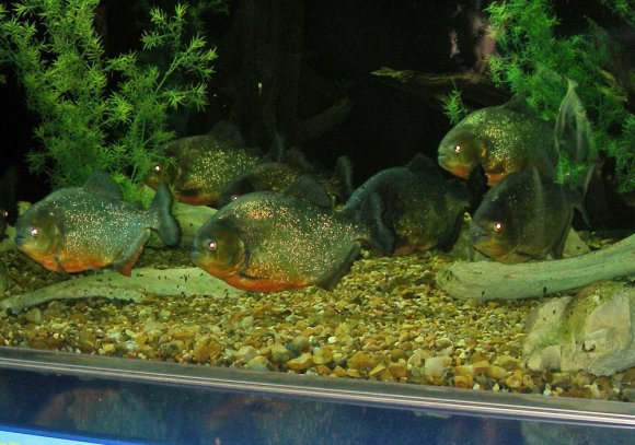06 piranah
