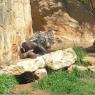 25 porcupine