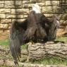 28 eagle